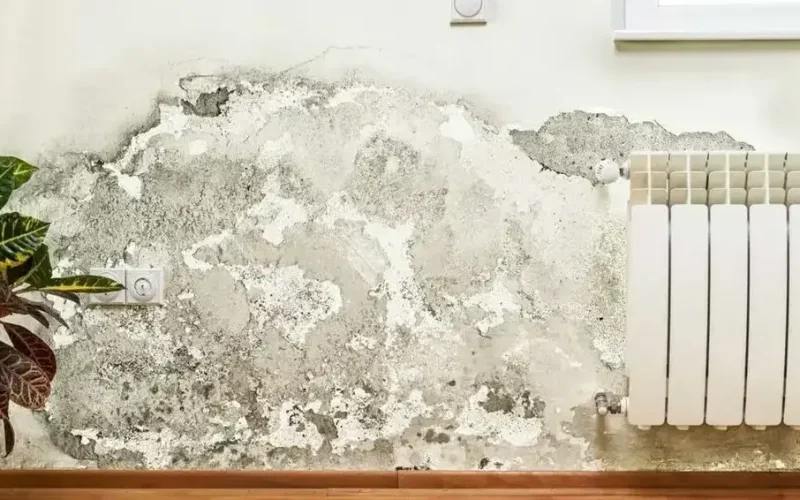 salpêtre mur humide